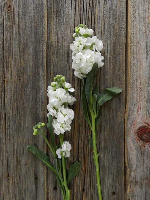 Wholesale White Stock Delivered Online FlowerFarm